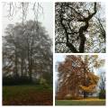 20201112_113953-collage.jpg