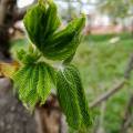 img_20200413_161647.jpg