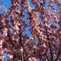 img_20200421_180346.jpg