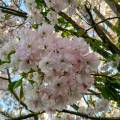 img_20200421_180448.jpg