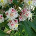 img_20200514_163018.jpg