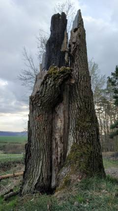 Bojanovice (cesta do Nemocnice pod Pleší, 14. 4. 2021)