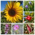 20220928_222206-collage.jpg