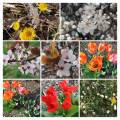 fotka20220328_135929_2-collage.jpg